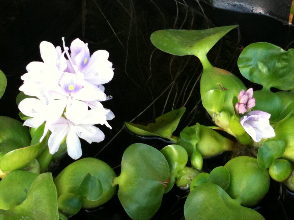 Water Hyacinth#2